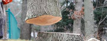 Best Fruit Tree Pruning  in North Augusta, SC
